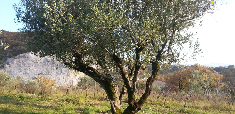 olio di categoria superiore