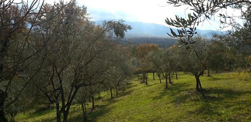 olio di categoria superiore