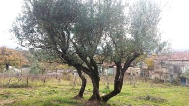 Romanella, an ancient and precious variety