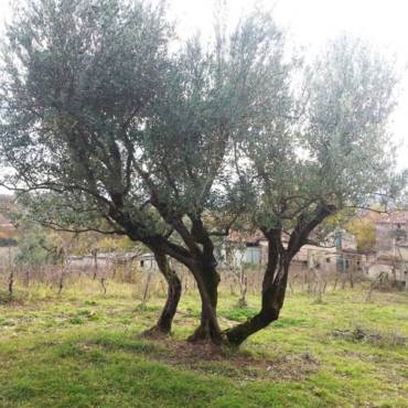 Romanella, una varietà antica e preziosa