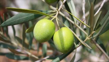 La raccolta delle olive, un’arte manuale
