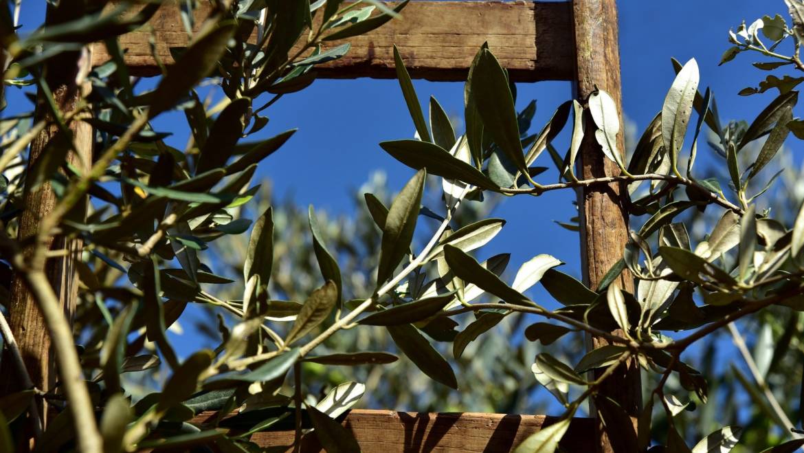 Perchè si potano le piante?