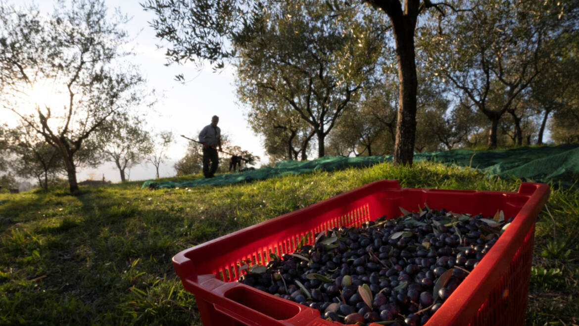 Come si conserva l’olio