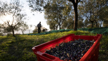 Come si conserva l’olio