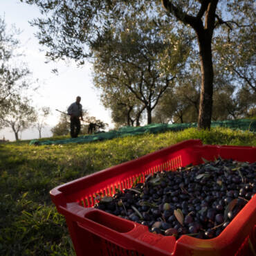 Come si conserva l’olio
