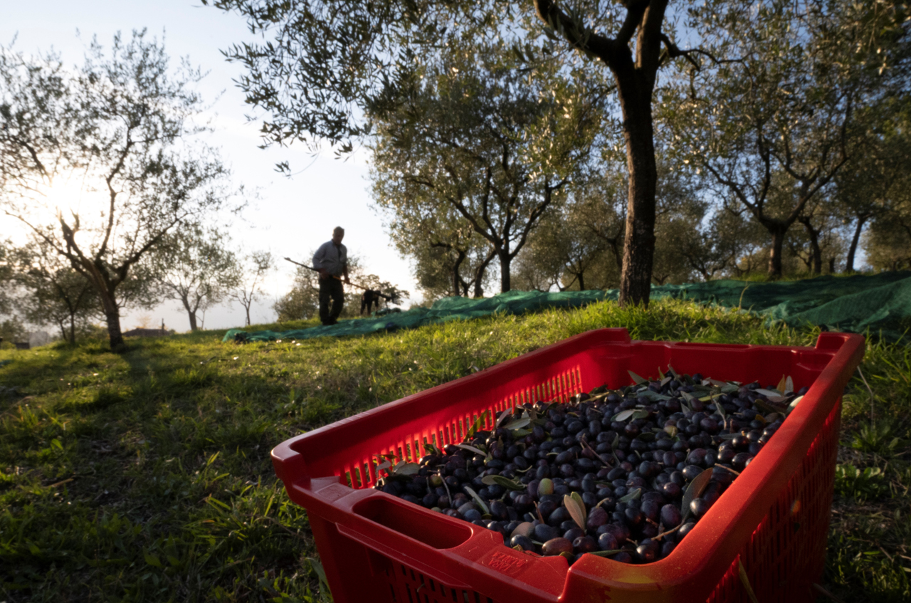 Come si conserva l’olio