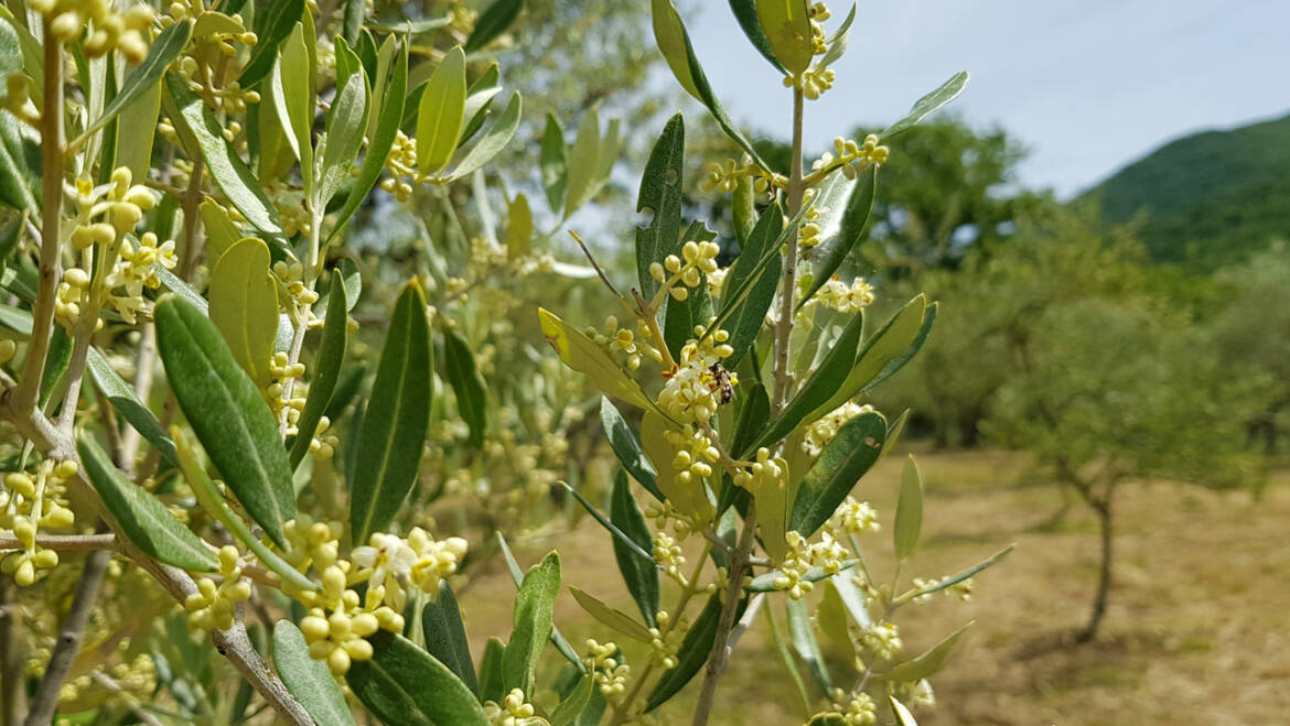 La riscoperta di antiche tecniche agronomiche